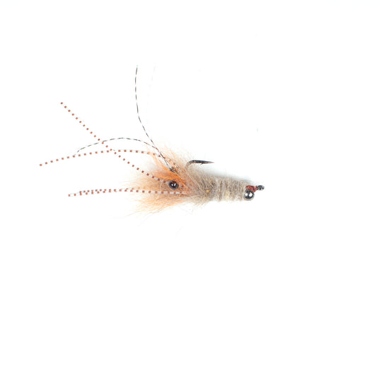Chicone's Coyote Ugly Spawning Shrimp