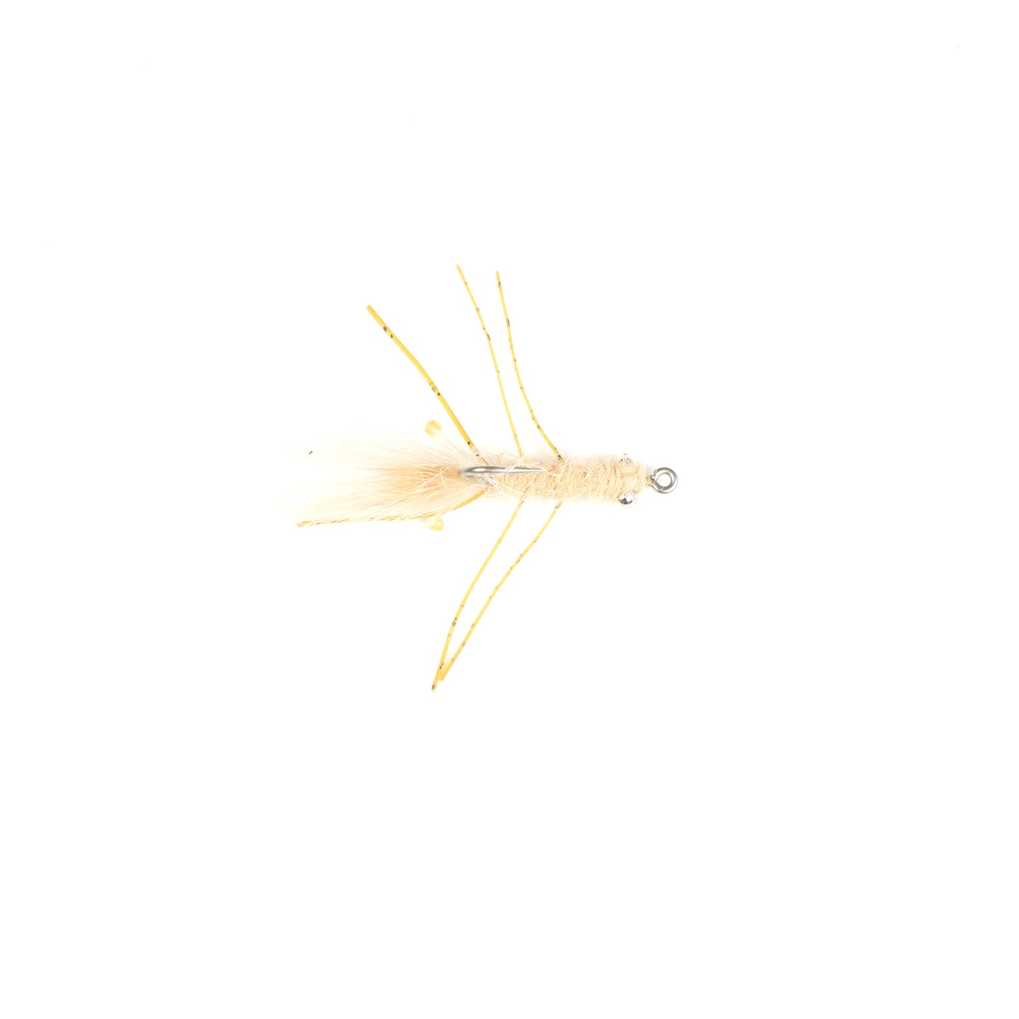 Veverka's Mantis Shrimp